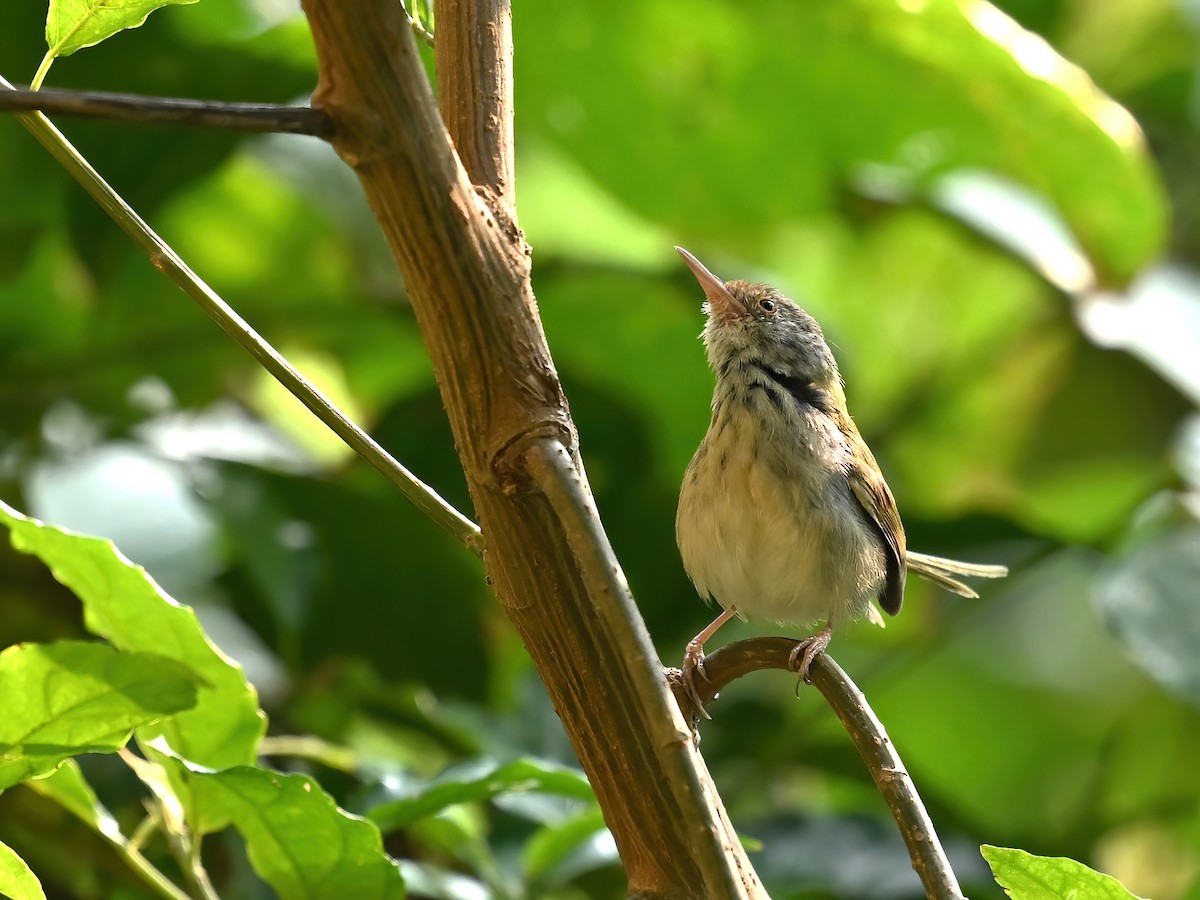 Common Tailorbird - peng su