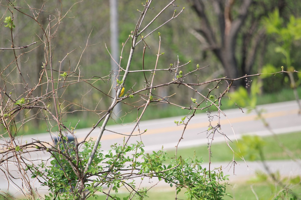 Yellow Warbler - ML577359091