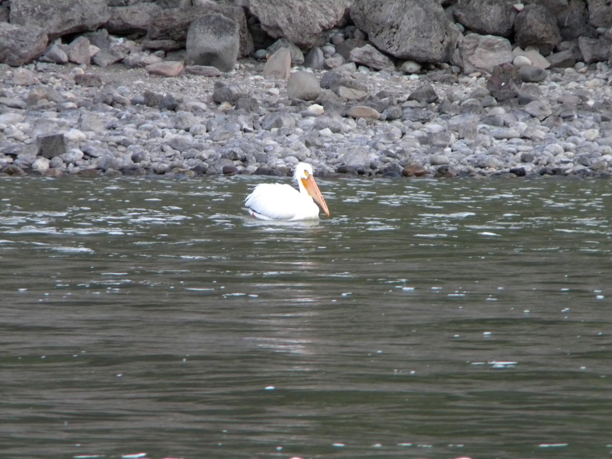 pelikán severoamerický - ML577359161