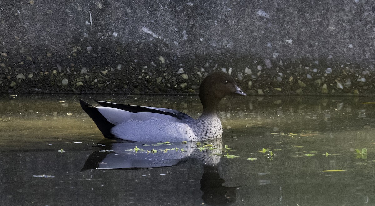 Maned Duck - ML577359661