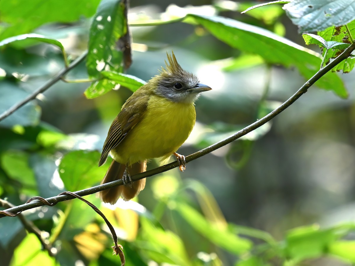 White-throated Bulbul - ML577360481