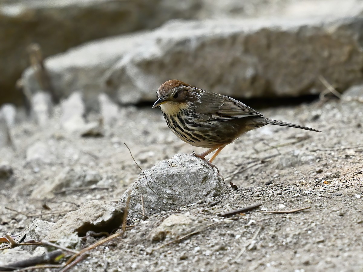 Puff-throated Babbler - peng su