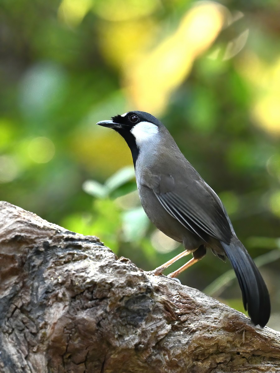 Black-throated Laughingthrush (Black-throated) - peng su