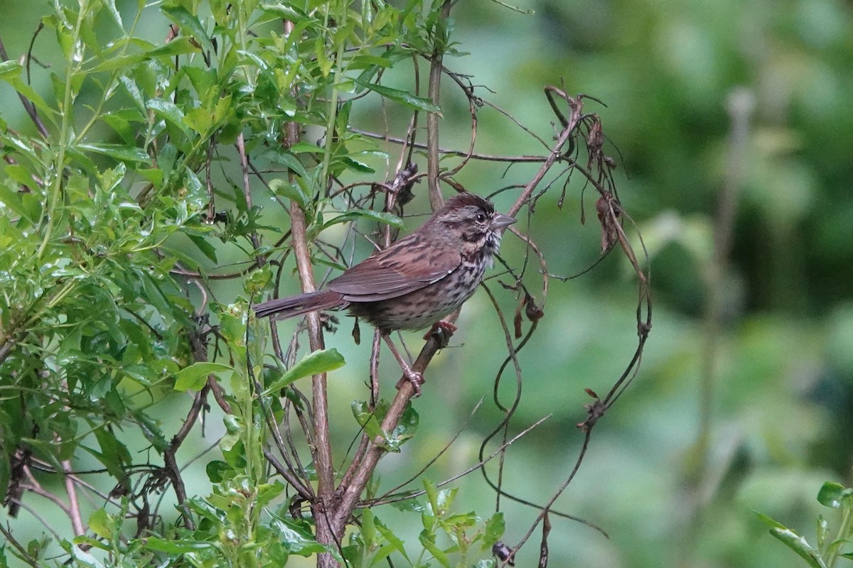 Song Sparrow - ML577361571