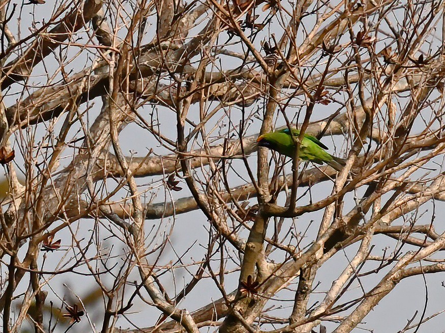 Golden-fronted Leafbird - ML577361581