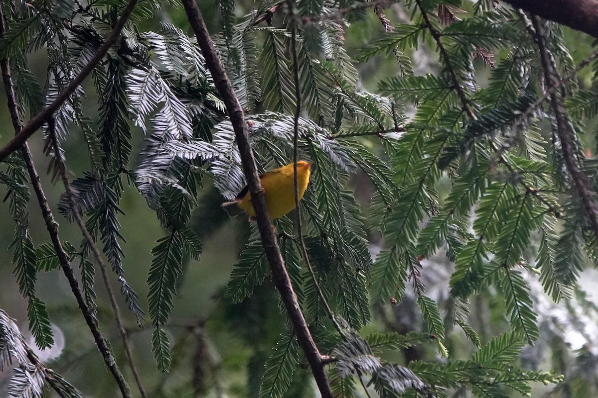 Wilson's Warbler - ML577361631