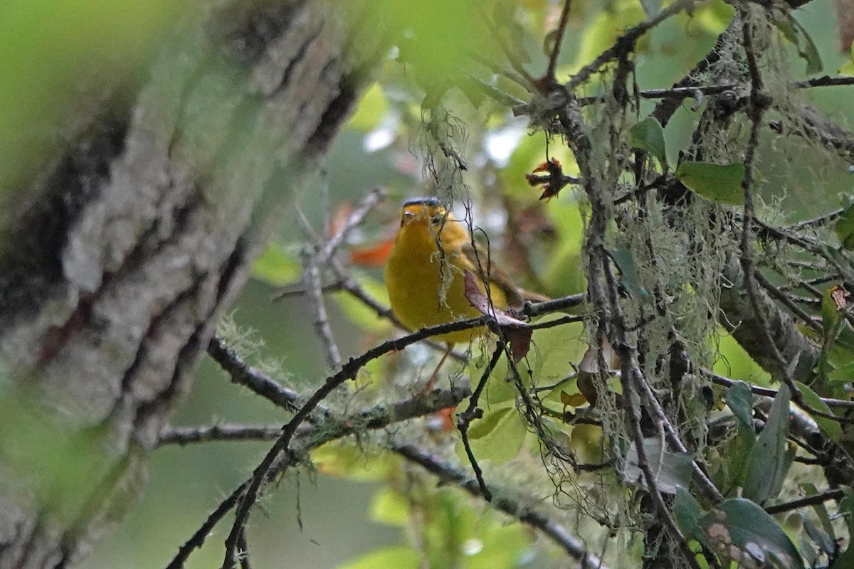 Wilson's Warbler - ML577361761
