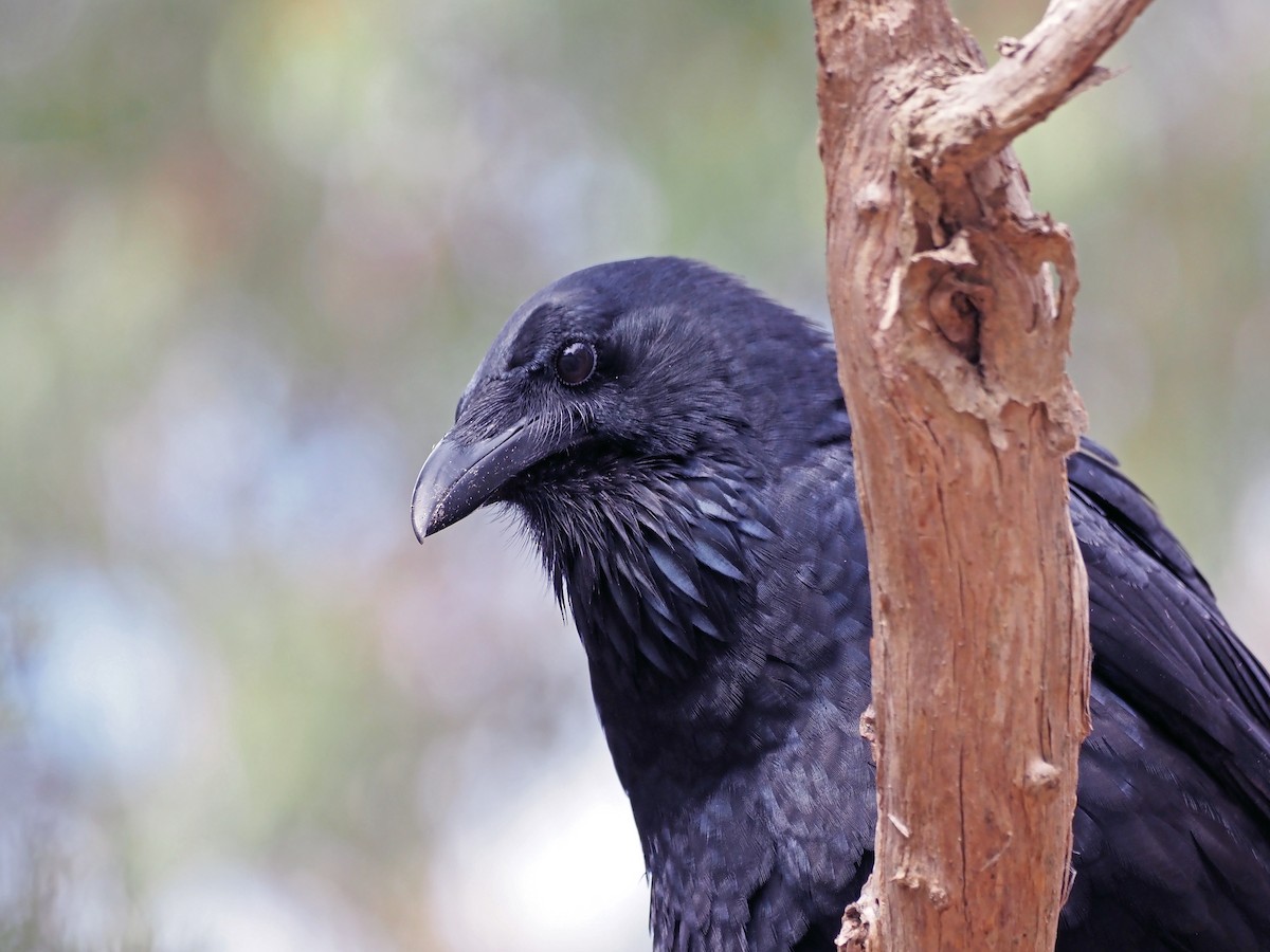 Australian Raven - ML577361861
