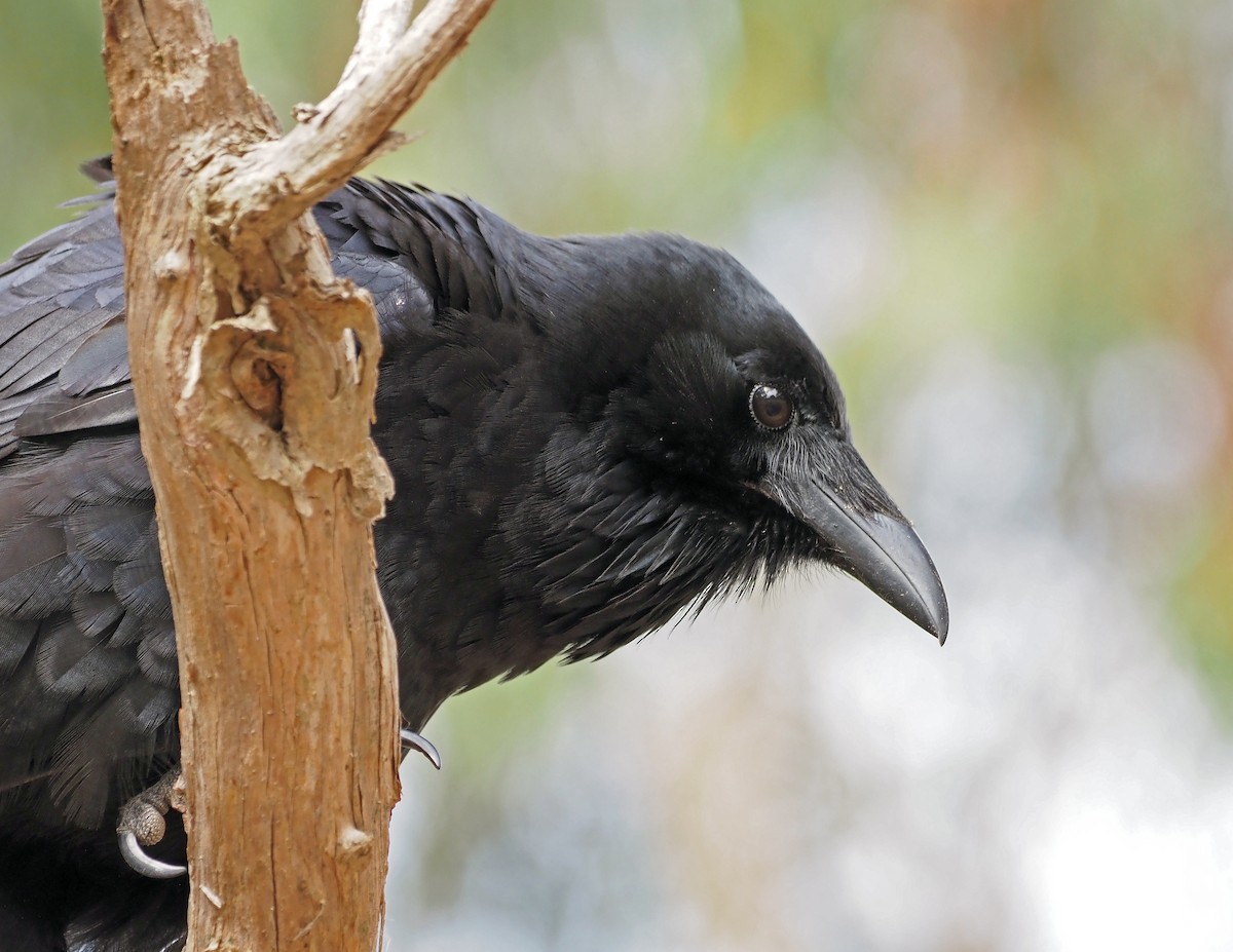 Australian Raven - ML577362041