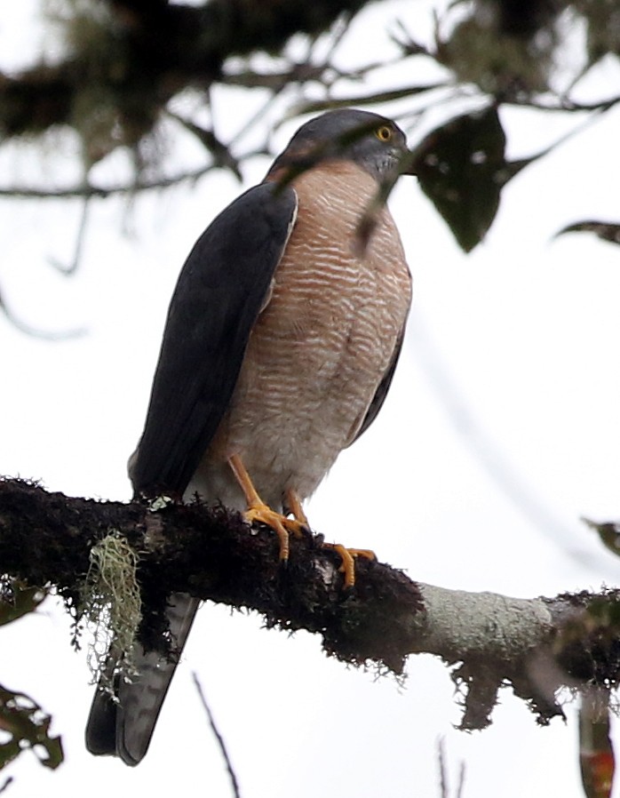 Brown Goshawk - ML577362111