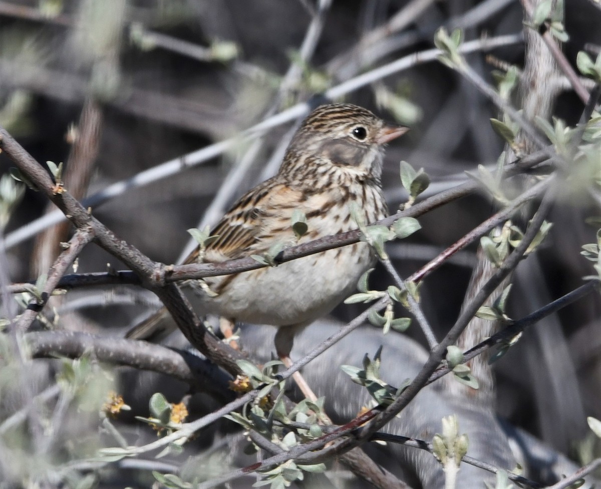 Vesper Sparrow - ML577362241
