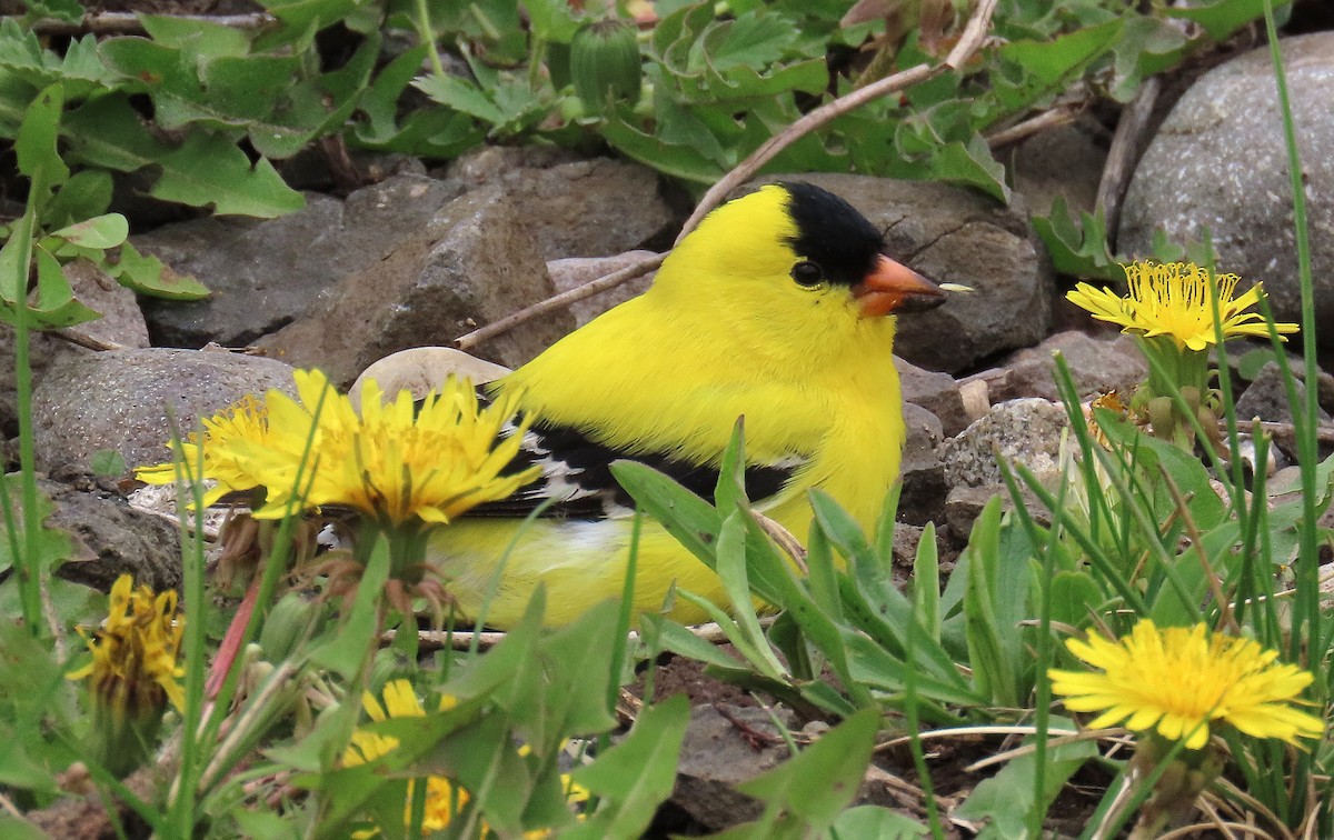 American Goldfinch - ML577362361