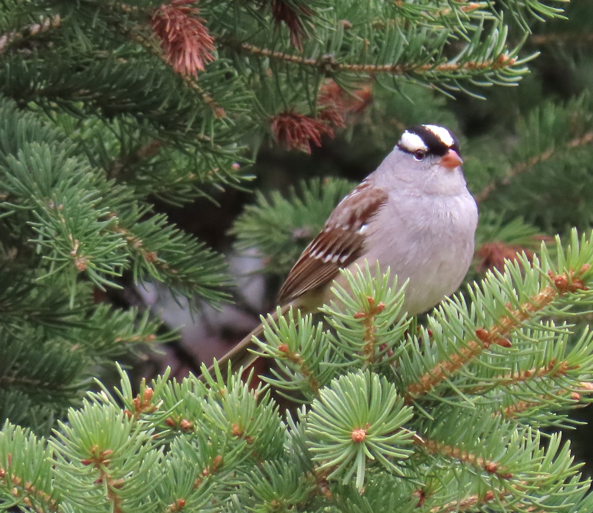 White-crowned Sparrow - ML577362731