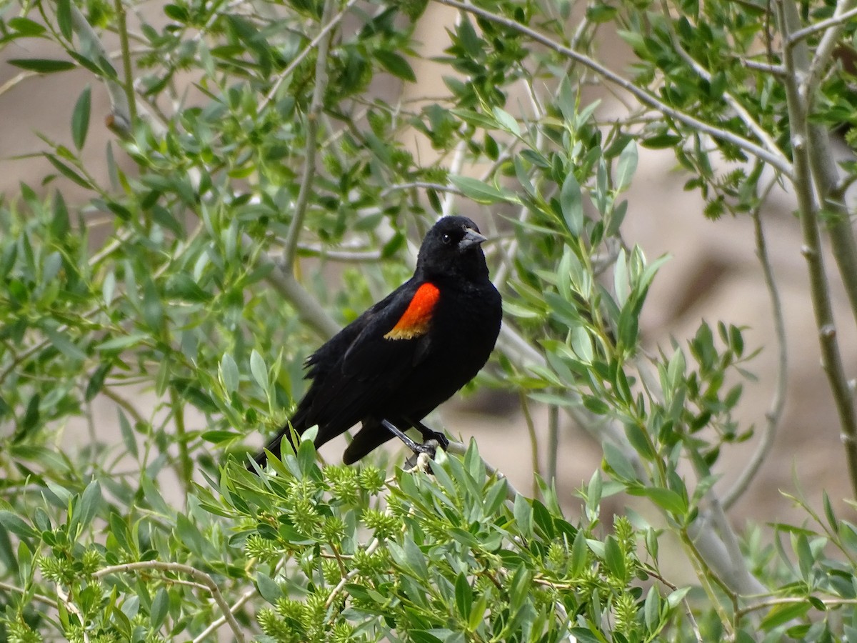 Red-winged Blackbird - Rosie Howard