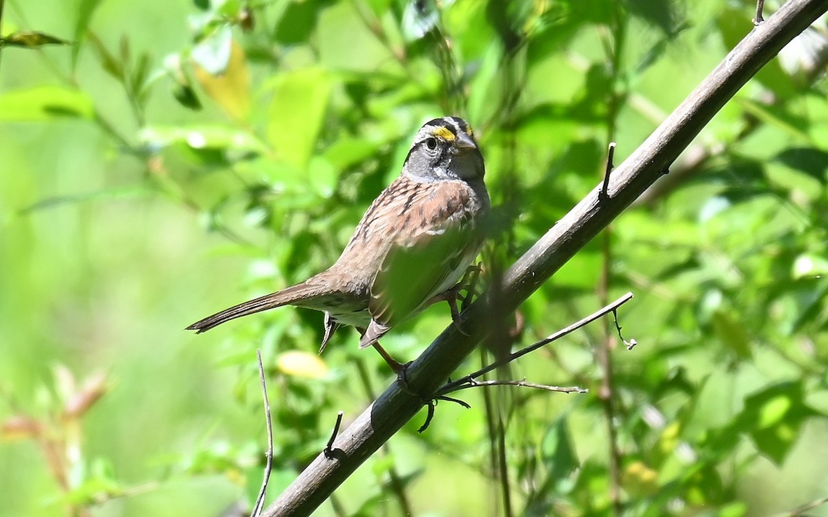 White-throated Sparrow - ML577364441