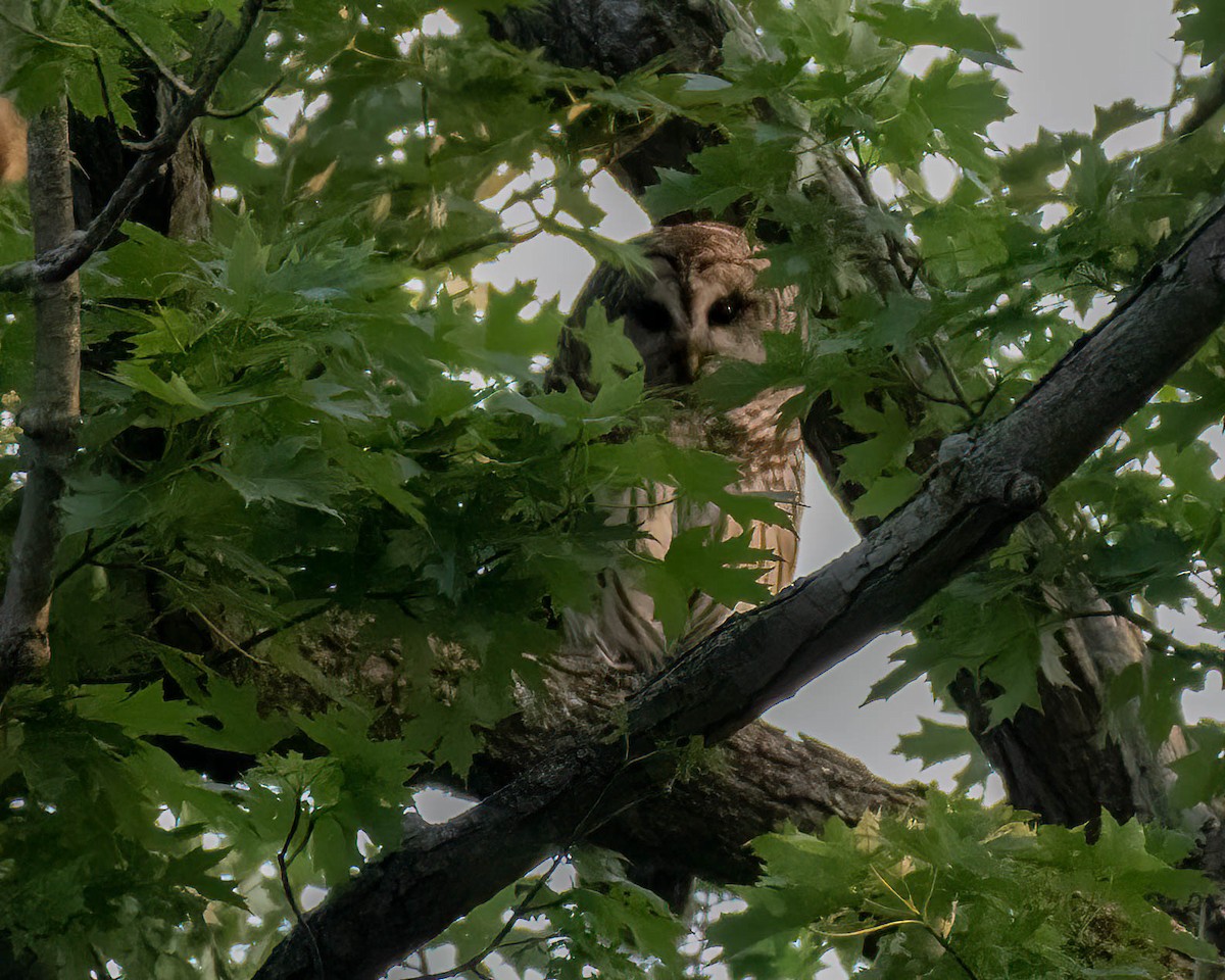 Barred Owl - ML577364931