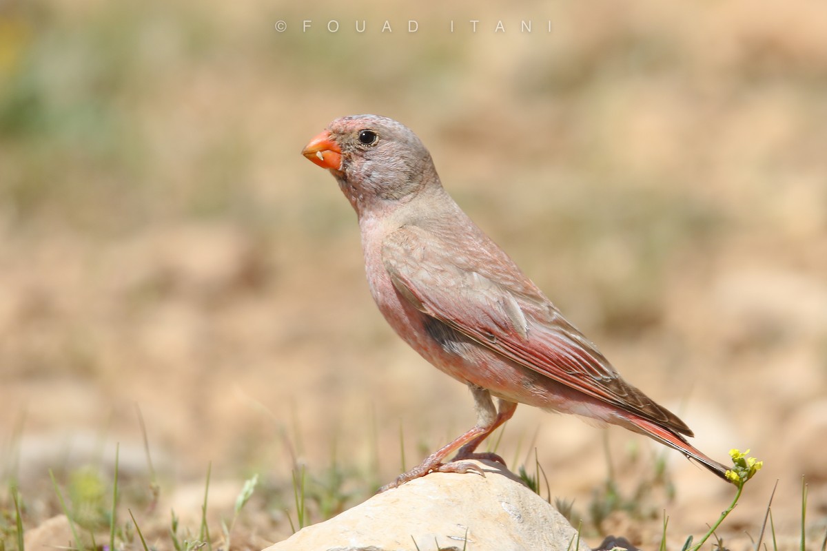 חצוצרן מדבר - ML577365341