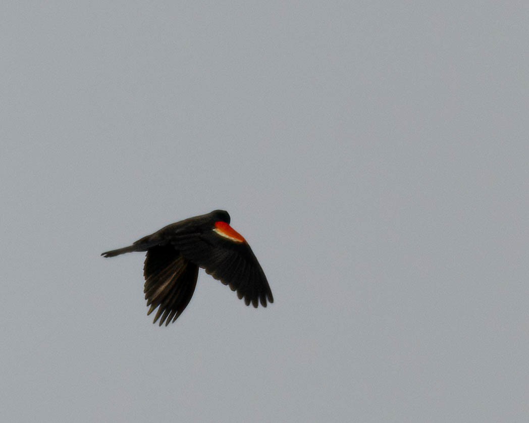 Red-winged Blackbird - ML577365461