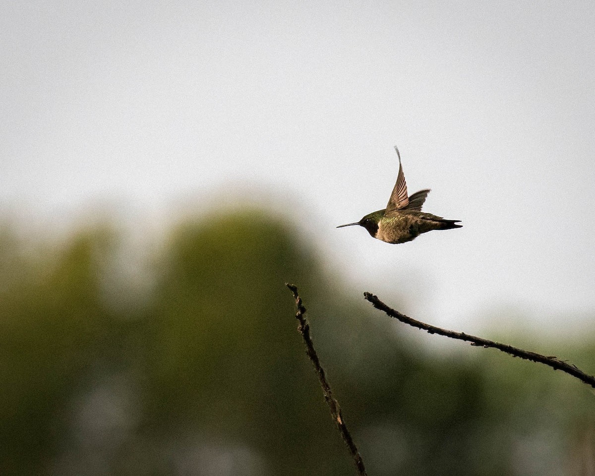 Ruby-throated Hummingbird - ML577365581