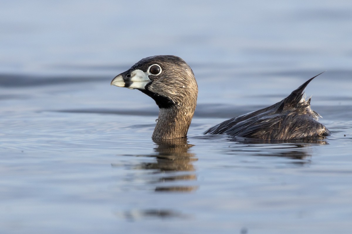 Pied-billed Grebe - Rain Saulnier