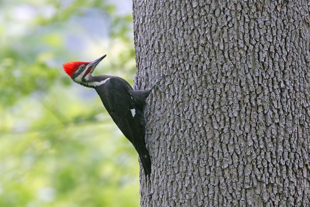 Pileated Woodpecker - ML577367331