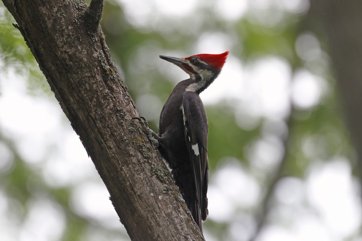 Pileated Woodpecker - ML577367341