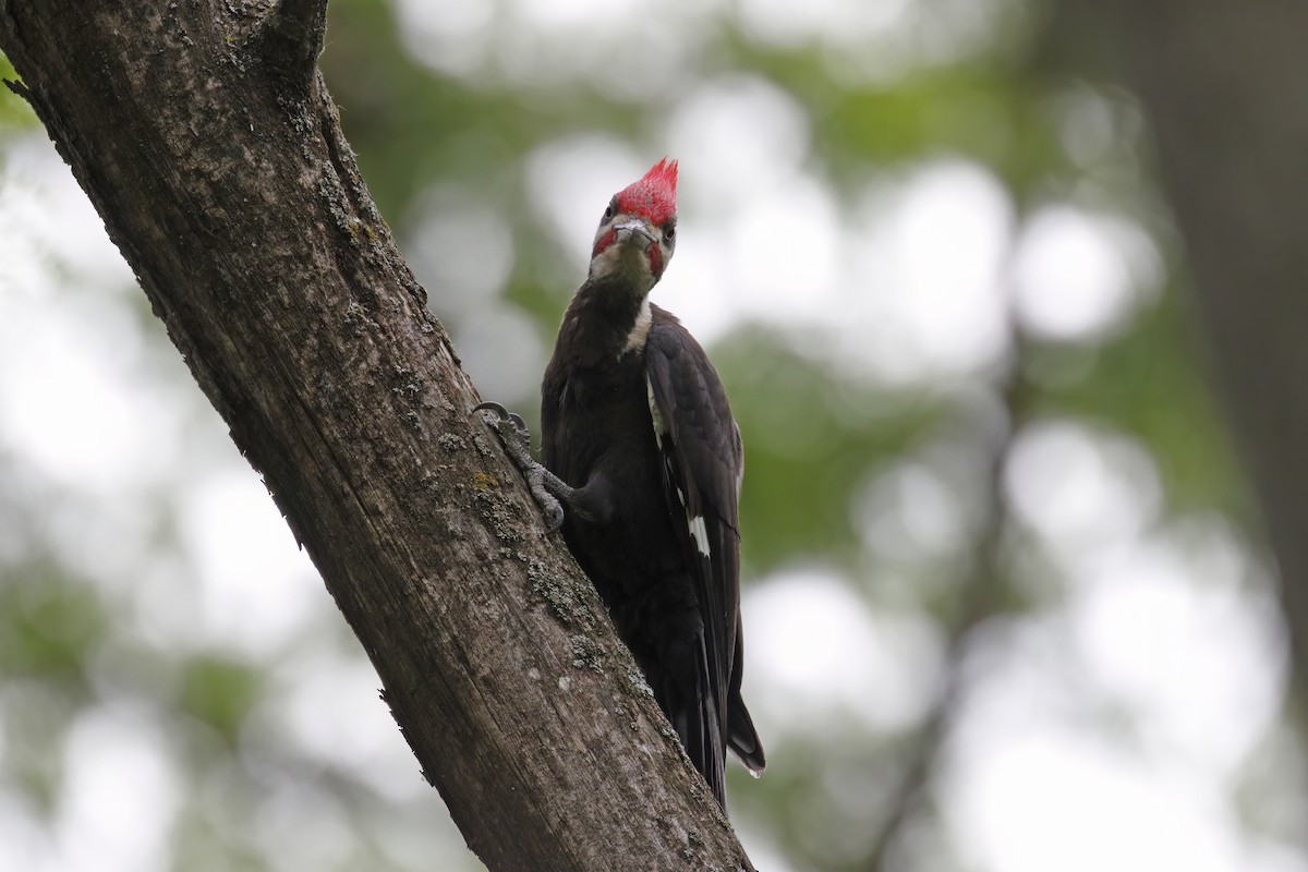 Pileated Woodpecker - ML577367351