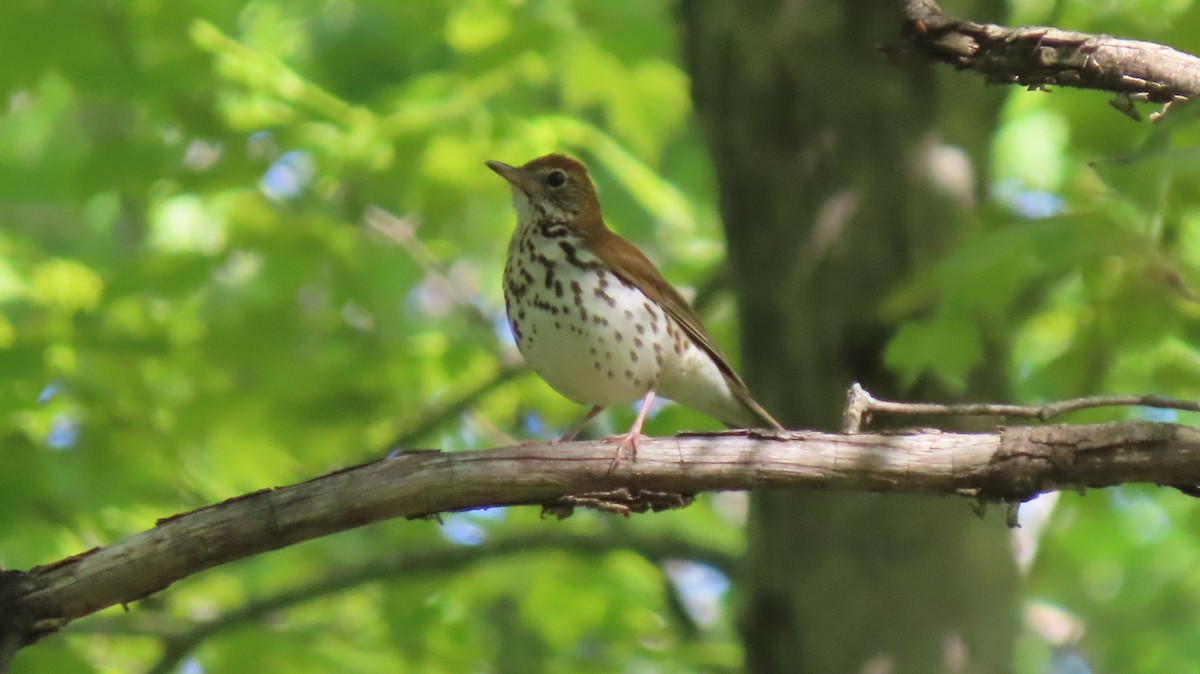 Wood Thrush - Howard Lorenz