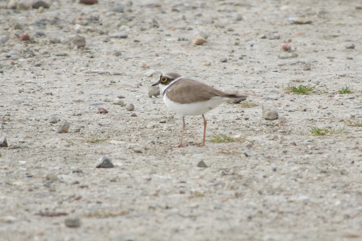 Little Ringed Plover - ML577367391