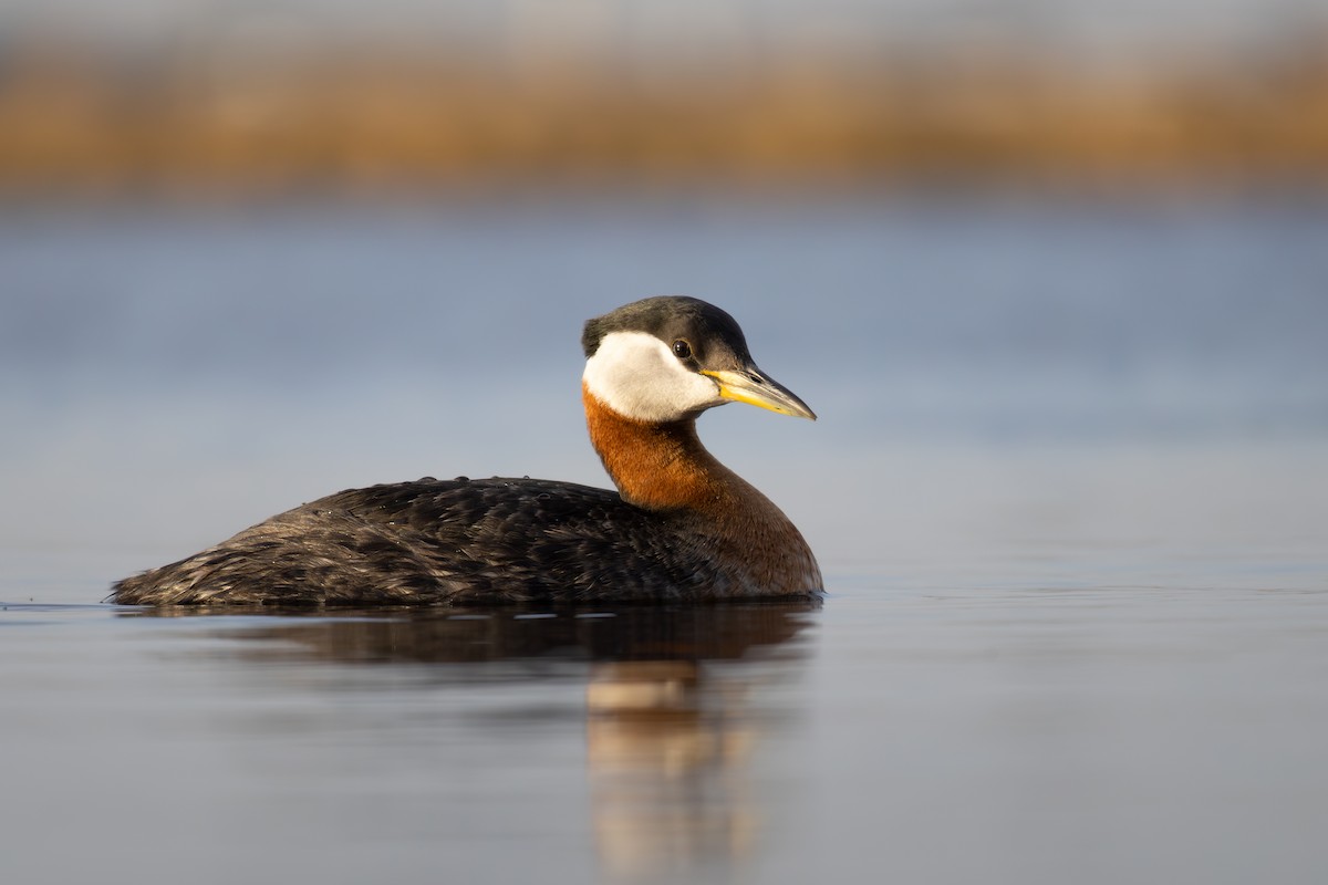 Red-necked Grebe - ML577367451