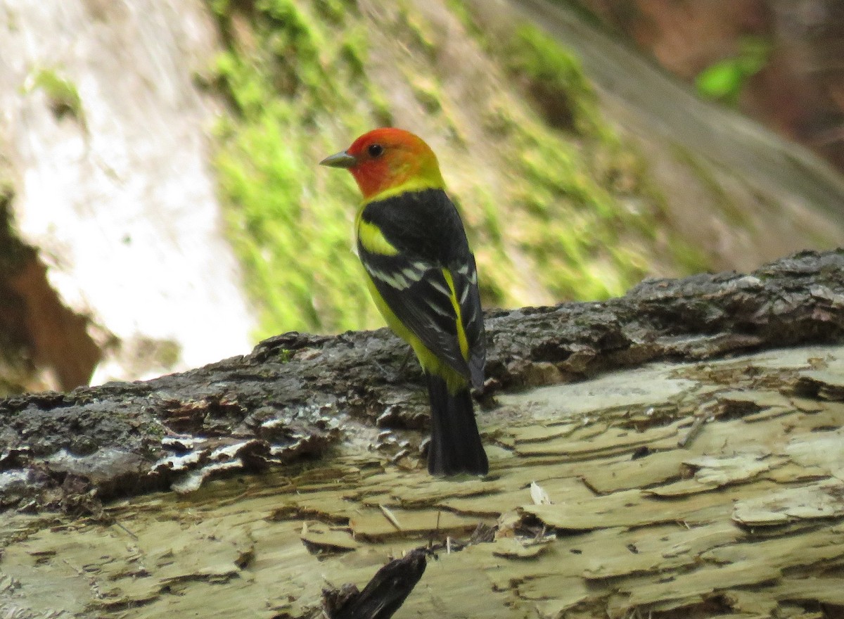 Western Tanager - ML57736791