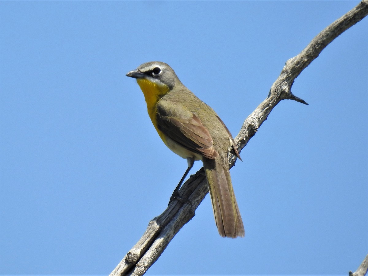 Yellow-breasted Chat - ML577368941