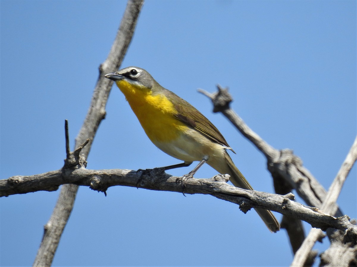 Yellow-breasted Chat - ML577368971