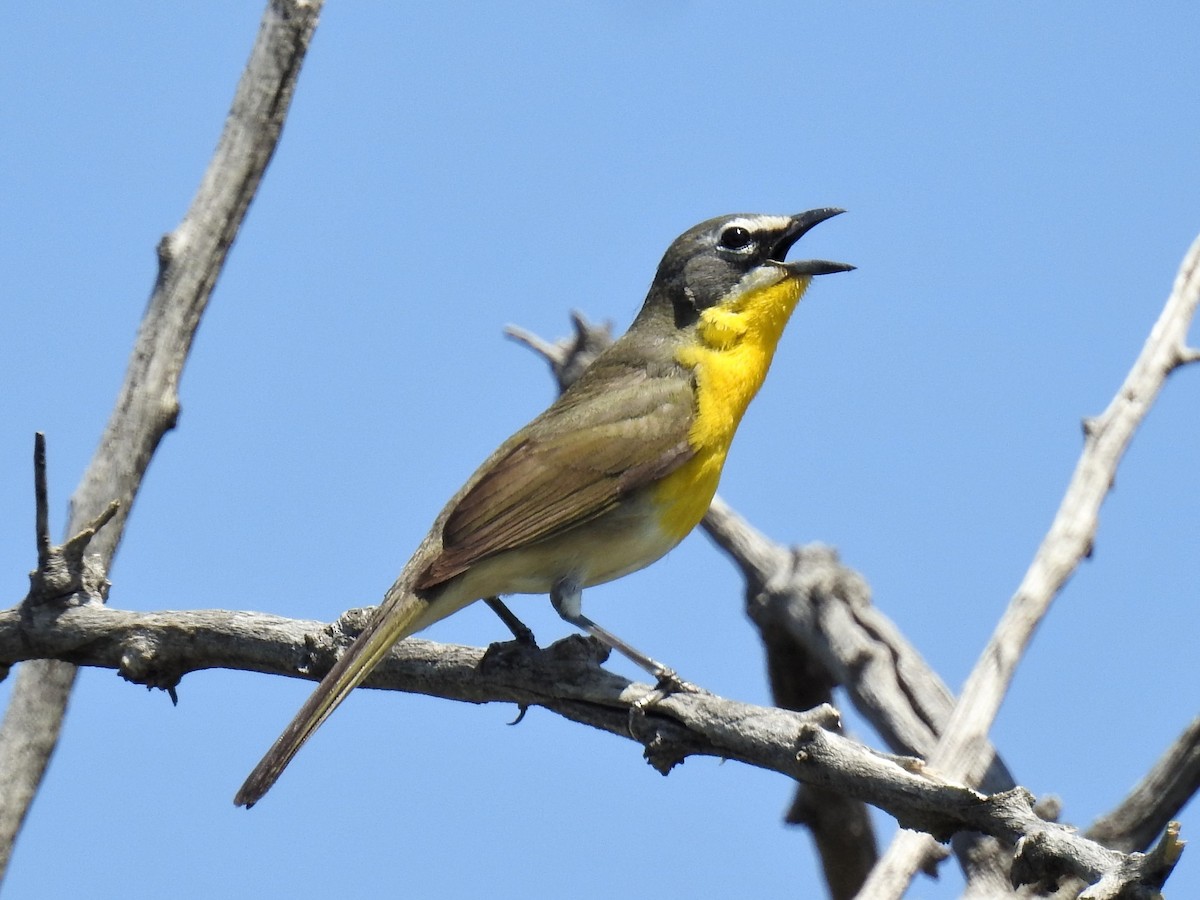 Yellow-breasted Chat - ML577370491