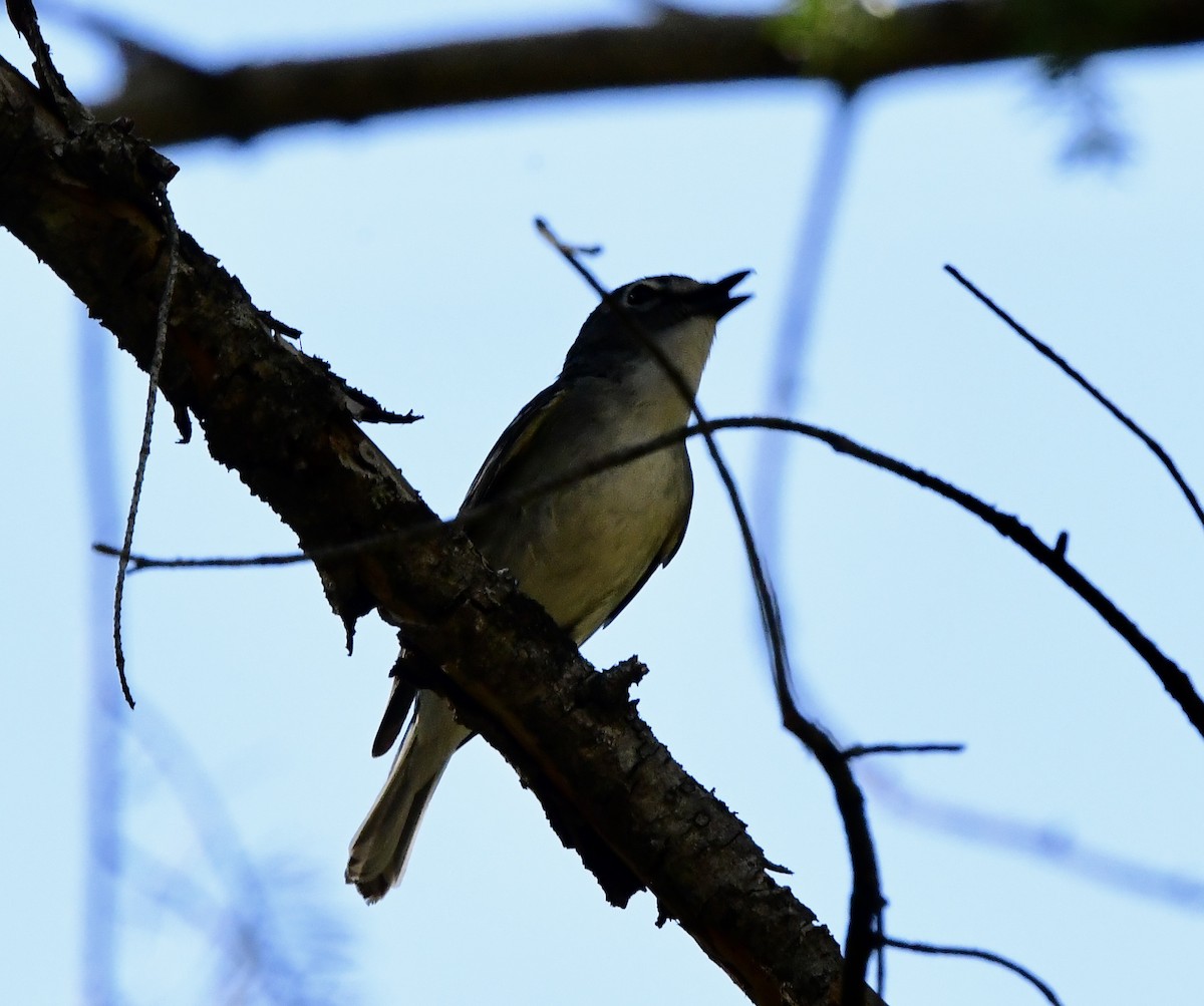 Plumbeous Vireo - ML577372521