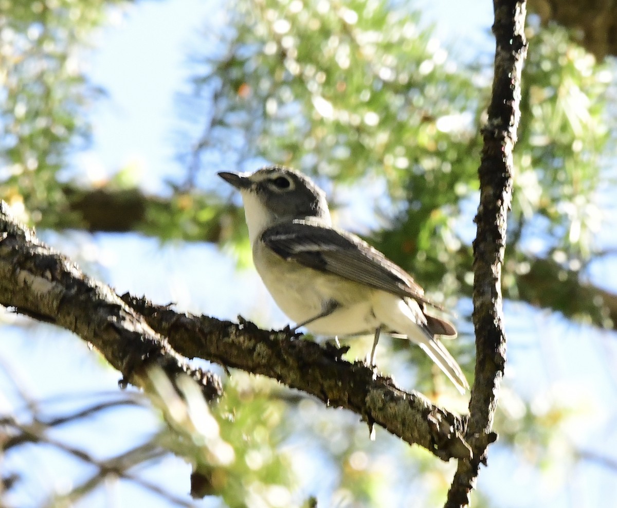 Plumbeous Vireo - ML577372531