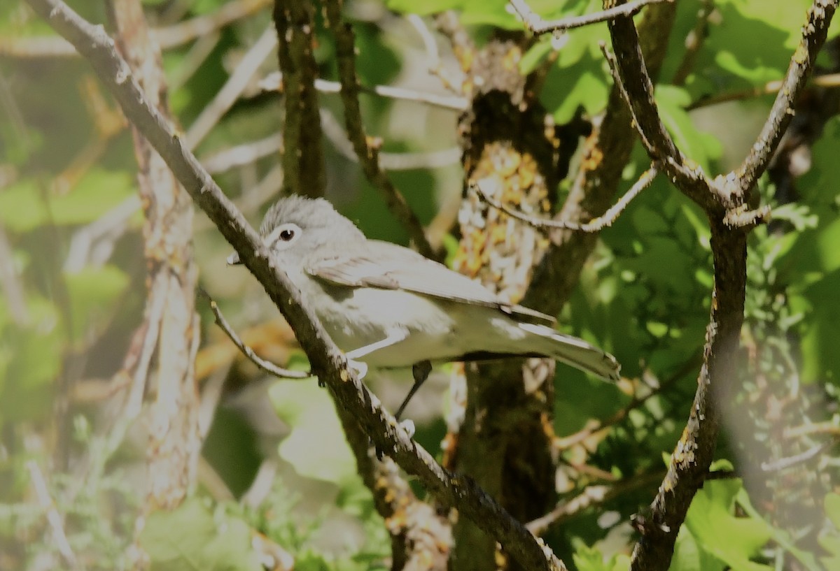 Plumbeous Vireo - ML577372541