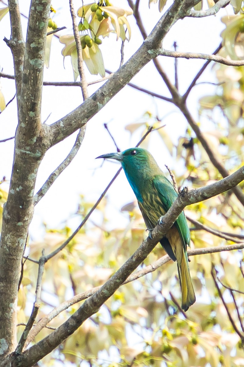 Blue-bearded Bee-eater - ML577373841