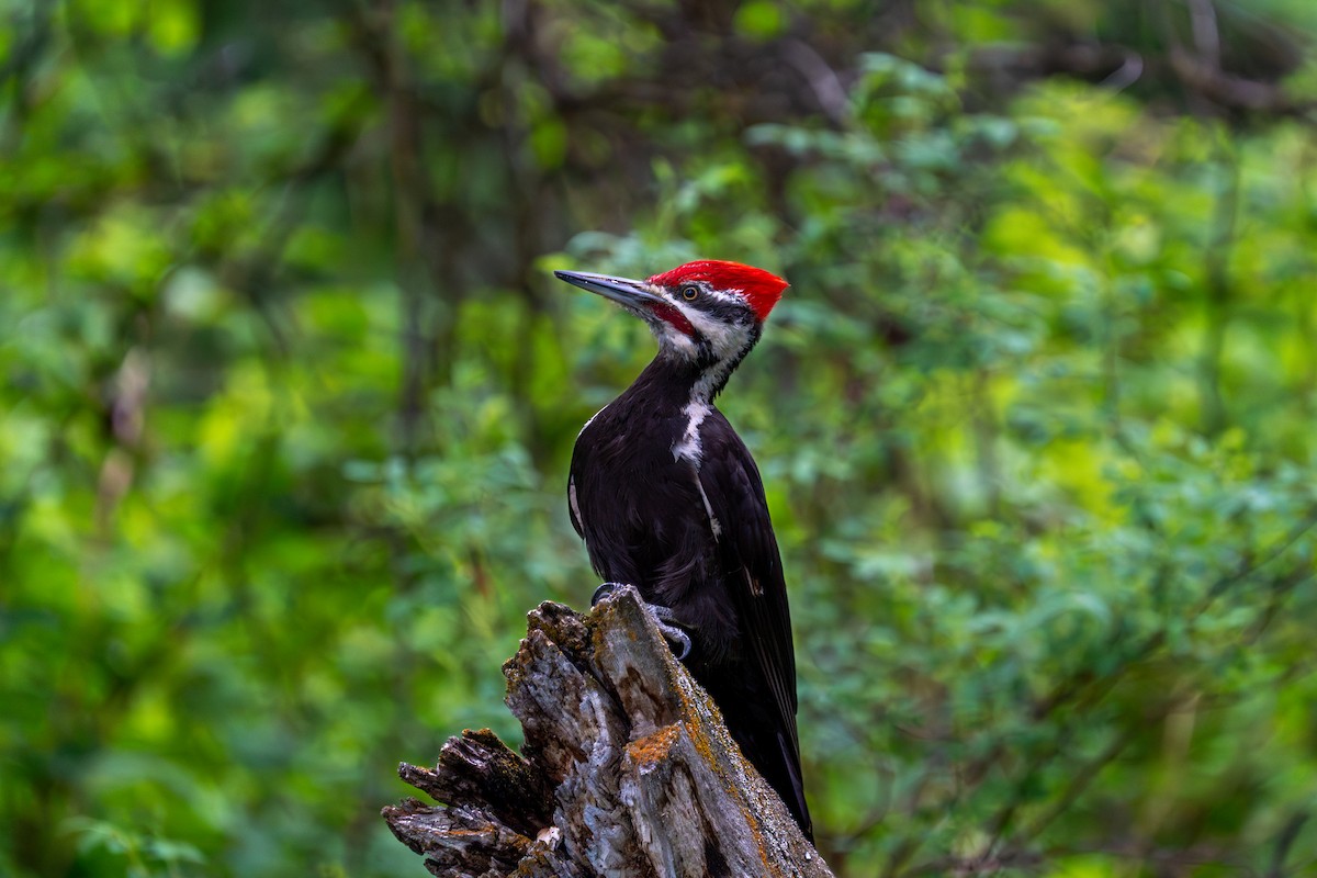 Pileated Woodpecker - Shawn Moorman