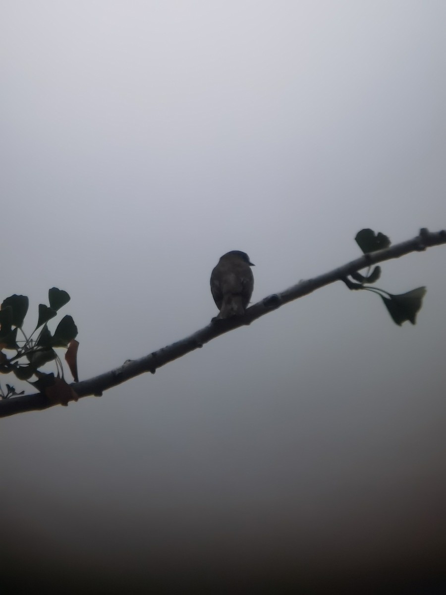 Gray-streaked Flycatcher - ML577374381