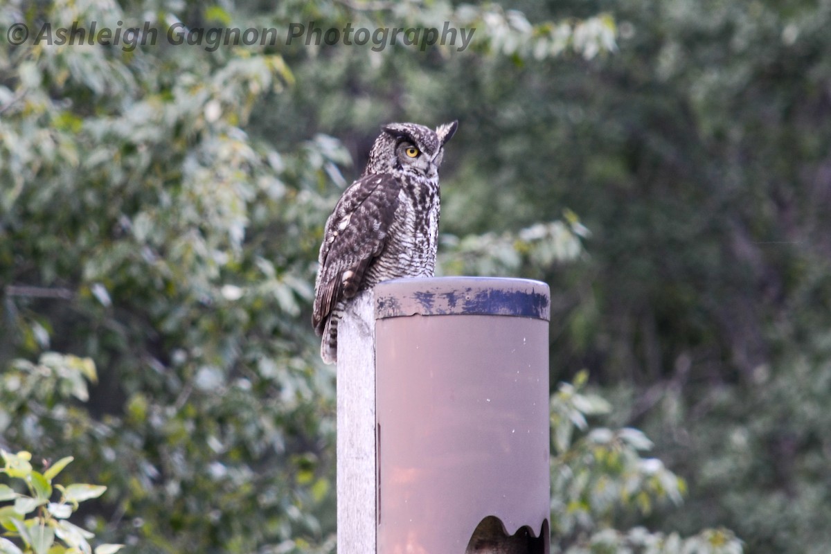 Great Horned Owl - Ashleigh Gagnon