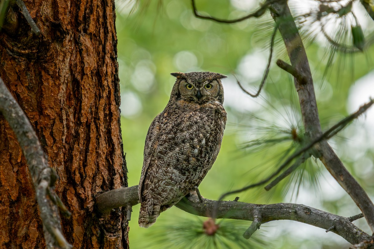 Great Horned Owl - Shawn Moorman