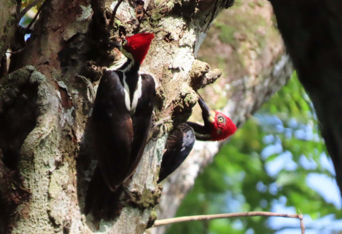 Crimson-crested Woodpecker - ML577375741