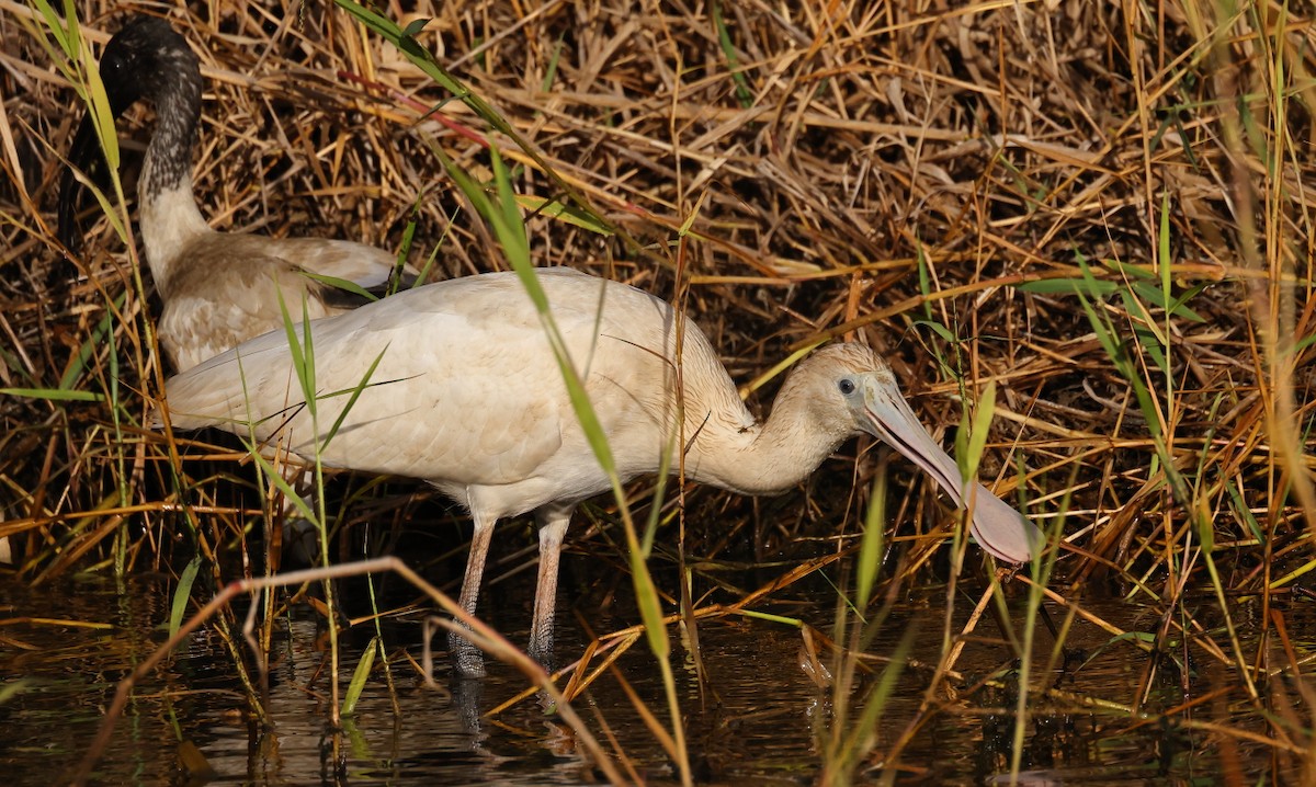 Yellow-billed Spoonbill - Tony Ashton