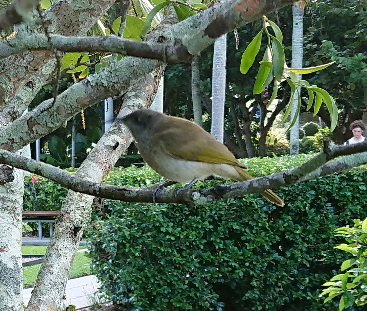 Brown Honeyeater - Jenny Possingham