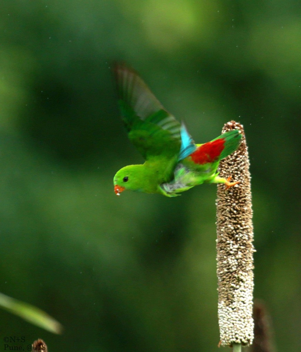 Vernal Hanging-Parrot - ML577376061