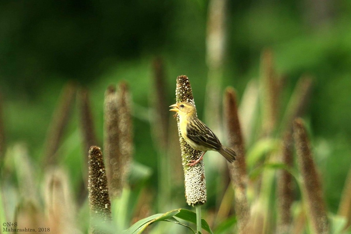 Baya Weaver - ML577376071