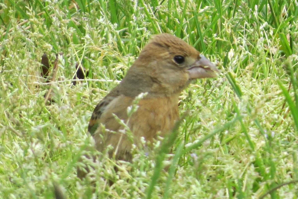Blue Grosbeak - ML57737621