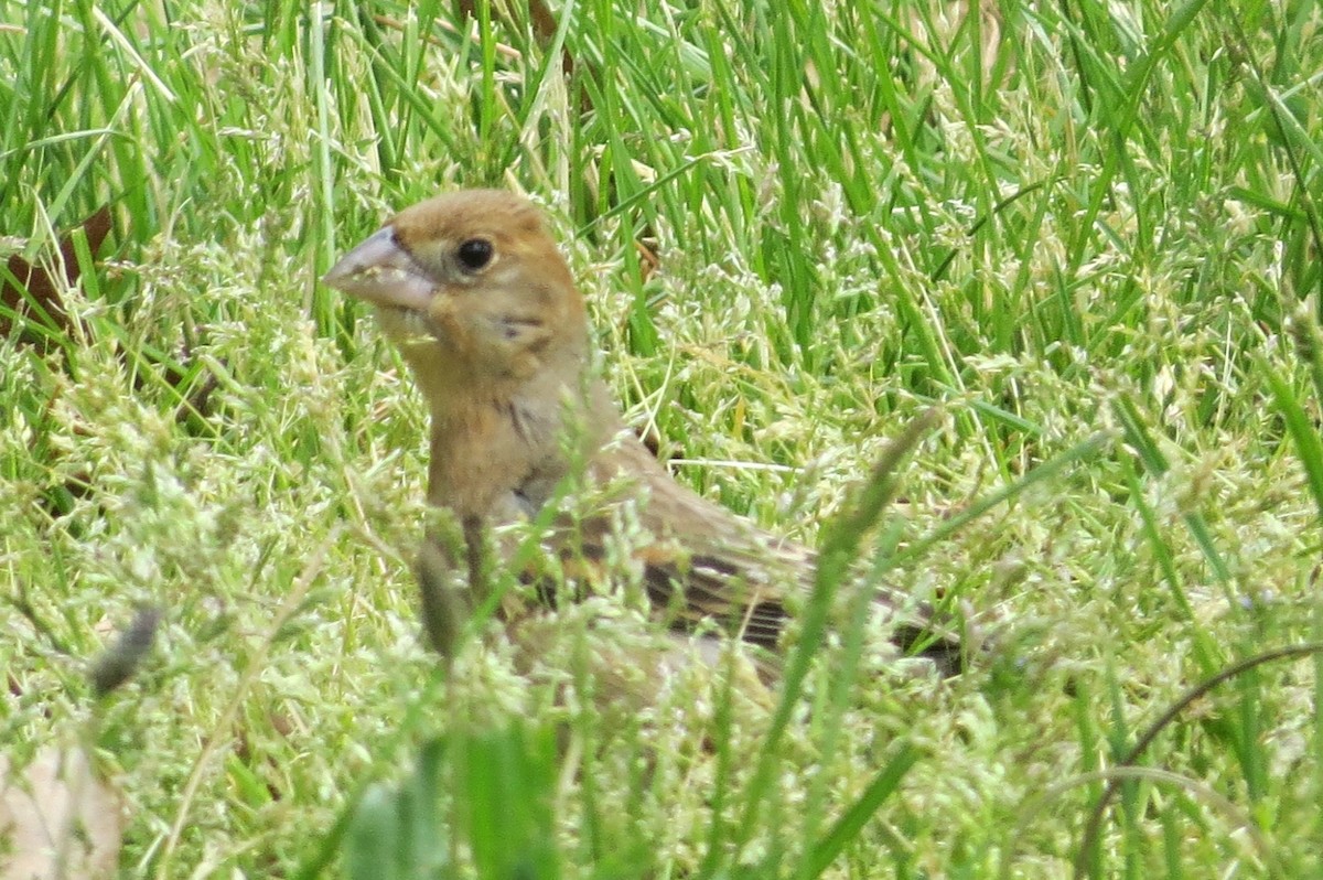 Blue Grosbeak - ML57737631