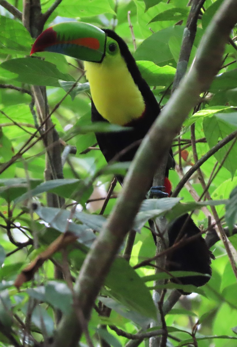 Keel-billed Toucan - ML577376351